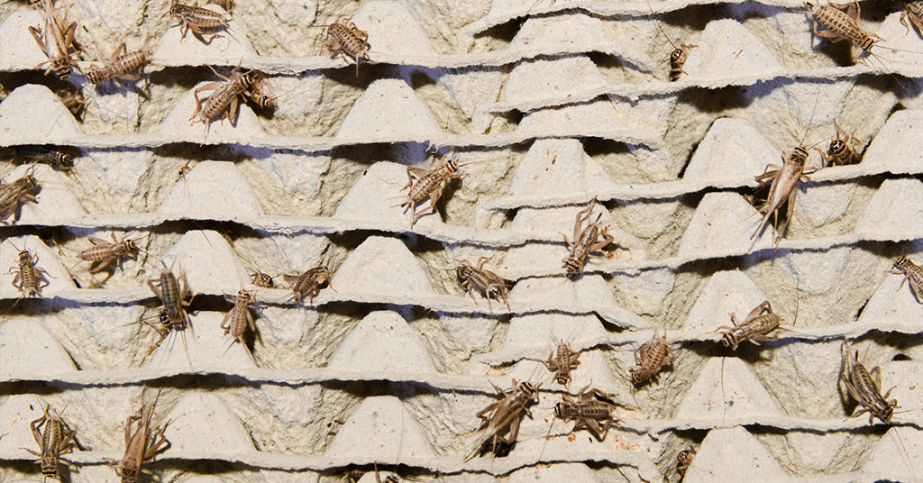 Cricket Farm Tour What do Crickets Need to Thrive?