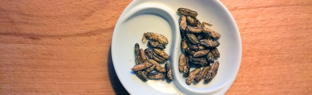 Research Shows Humans Can Digest Insects – EatSens.com