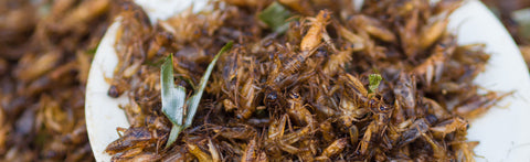 Why killing crickets is morally ok